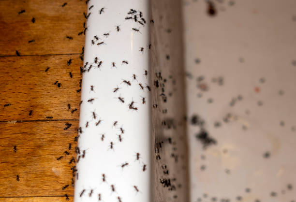 Best Local Pest Control Services  in Plymouth, MI