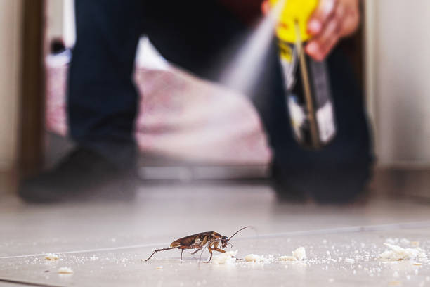 Best Spider Control Near Me  in Plymouth, MI